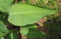 Canna x generalis - Leaf - Click to enlarge!